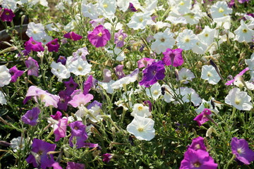 flowers of Petunia in the flowerbed in the garden