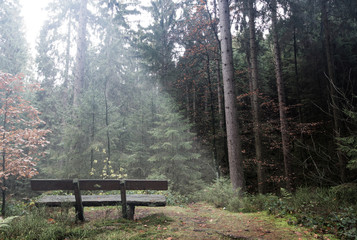 lonely bench in the forest
