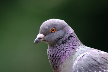 rock dove close up