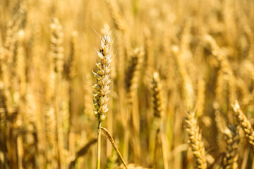 Wheat spikes on golden field