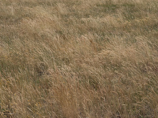 Tall dry grasses blowing in the wind. Background.