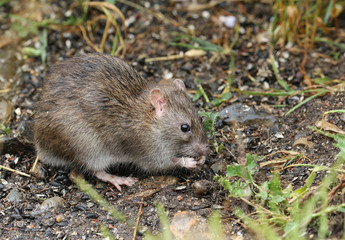 Naklejka na ściany i meble A wild Brown Rat, Rattus norvegicus, eating seads on the ground at the edge of a lake.