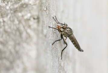 A Robberfly perching on a wooden fence feeding on its prey a Shieldbug.
