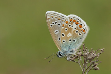 Fototapeta na wymiar A stunning Common Blue Butterfly, Polyommatus icarus, perched on a plant in a meadow.