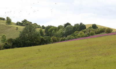 A pretty summer landscape view of Pegsdon Hills, Bedfordshire, UK, as a large flock of birds fly through.