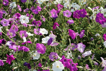 flowers of Petunia in the flowerbed in the garden