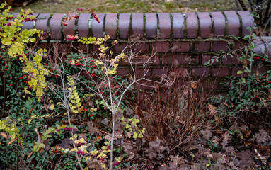 Colorful wet plants with old brick wall background. Small red berries on bushes with green and yellow leaves. Autumn rainy weather in zoo of Berlin Germany. Fall textures.