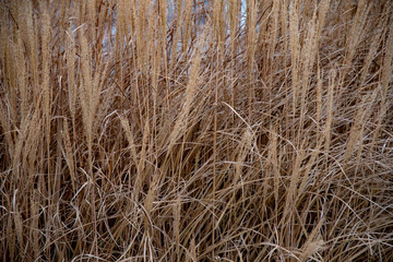 Fototapeta premium Background of dry straw. Dry blades of straws and spikelets of cereal plant textured background. Natural brown dried grass backdrop. Autumn textures. Fall herbs. Abstract hay background.