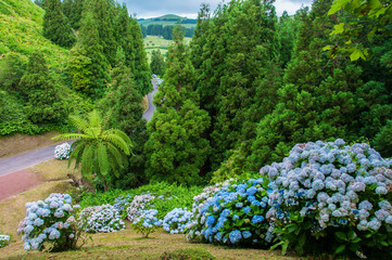 Hydrangeas in Azores roads