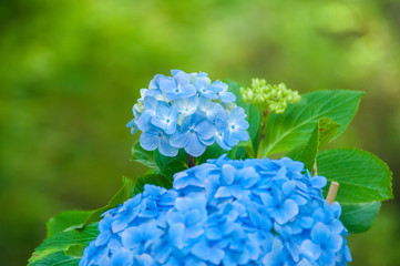 Hydrangeas are the typical flowers of the Azores Islands