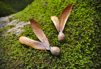 two wings rubber seeds are on the wood covered with moss and fern in deep forest