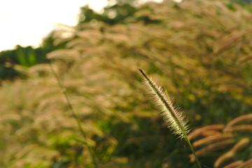 Gold grass flowers are blew by the wind when sunrise in the morning