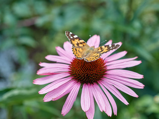 wild pink flower at sunny day with defocused background 