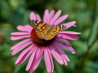 Butterfly sitting on a wild pink flower at sunny day   