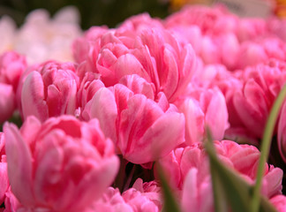 Group of red tulips in the park. Spring landscape