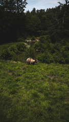 Obraz premium Alcuni Scatti del Wildpark Poing in Germania 