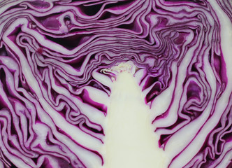 Fototapeta premium red cabbage isolated on white