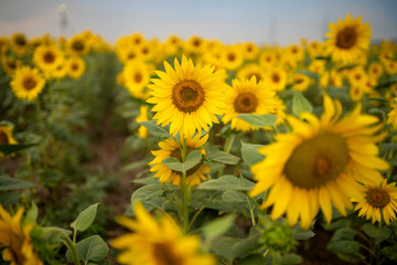  Sunflower field on a beautiful bright summer day