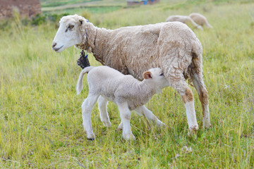 Obraz na płótnie Canvas Mother sheep feeding her little baby lamb.