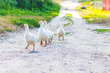 family of ducks go on the road in the village