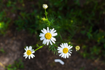 chamomile flowers meadow closeup in natural environment