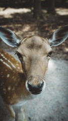 Alcuni Scatti del Wildpark Poing in Germania 