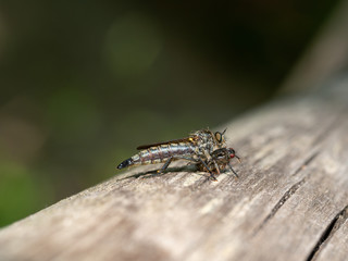 Robber fly , Asilidae, with its prey. Aka Assassin flies.