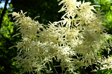 Flowers Aruncus dioicus