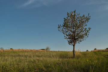 conifer on field