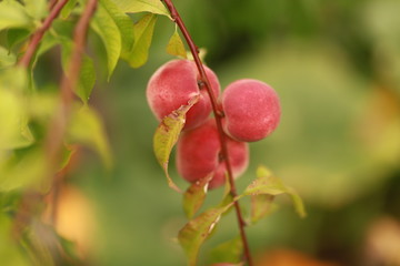 Peaches on a branch
