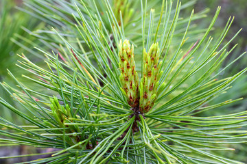 Pinus sibirica. Branch of cedar spring day