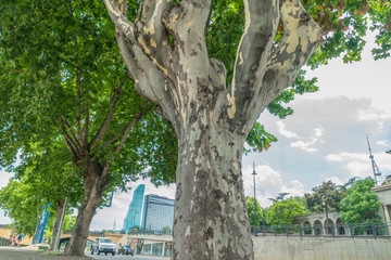 Bottom-up view of an interesting plane tree trunk on a street in Tbilisi on a sunny day