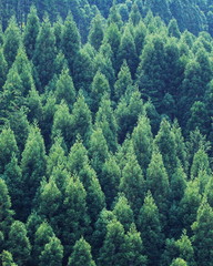 Obraz premium pine forest