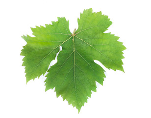 leaf grape
