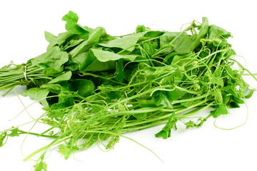 Bundle Lvy Gourd, Cocconia grandis (L.) Voigt, Coccinia leaves isolated on white background. Healthy food for slow down aging