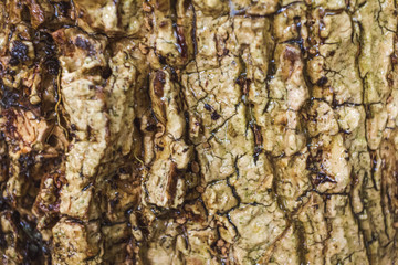 Green MOSS on tree bark in the rain forest