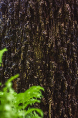 Green MOSS on tree bark in the rain forest