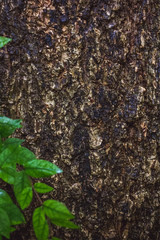 Green MOSS on tree bark in the rain forest