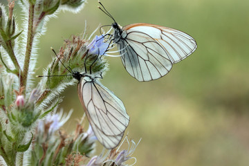 butterfly on wild flower - Viper’s Bugloss (Echium vulgare)