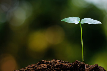 Young plant on nature background