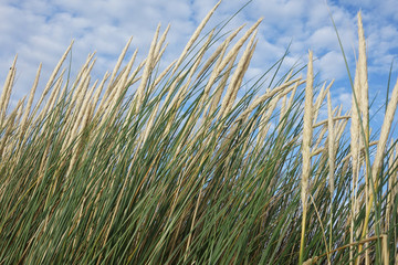 France. The landscapes of the Dunes du PIlat at the Atlantique coast