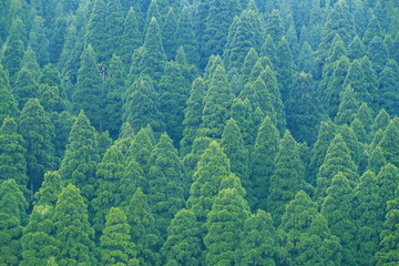 Obraz premium green forest