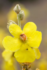 Fototapeta na wymiar Mullein, velvet plant yellow flowers, Medicinal plant, alternative medicine.