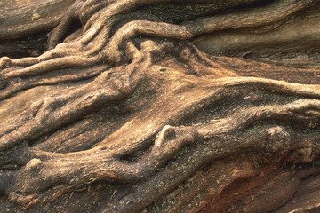 texture of bark of tree