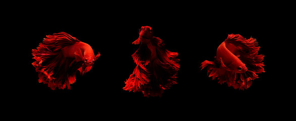 red Siamese fighting fish movement on black background 