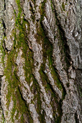 old linden bark covered with moss. relief bark resembles view high mountains wooded from above. texture old bark with moss. Very nice macro plan. moss on bark