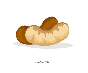 Cashew flat vector illustration with typography