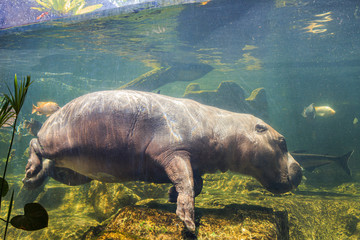 Pygmy hippos underwater at the zoo