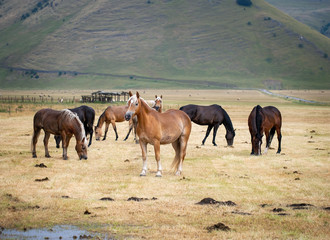 Horses in Castelluccio di Norcia, in Umbria, Italy. Riding is a popular tourist activity in the area.