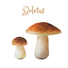 Watercolor edible mushrooms. Bright hand-drawn two boletus.